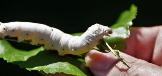 Why We Choose Natural Fabrics